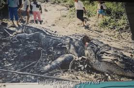 The story of the male crocodile was regular bandied population local. Legenda Bujang Senang Buaya Tembaga Jelmaan Pahlawan Sarawak Mati Dibunuh Kata Malaysia