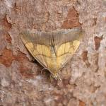 Image result for Evergestis limbata