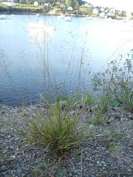 Image result for Agrostis pilgeriana