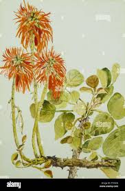 Image result for Erythrina madagascariensis