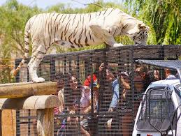Hold court with the king of the jungle on kilimanjaro safaris at disney's animal kingdom park. Jerr18dm8tz Ym