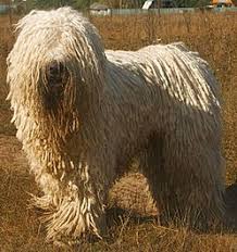 Image result for Komondor