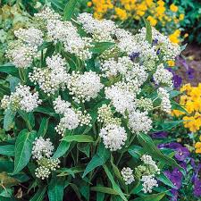 Image result for Asclepias albens