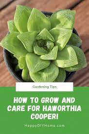 How To Grow And Care For Haworthia Cooperi Succulents Growing Succulents House Plant Care