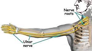 Ulnar Nerve Entrapment Hometown Family Wellness Center