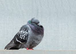 Image result for tbn:HAJQPRlydFYgGM::www.bildeforbilde.no/images/20_fauna/800_dompapp.jpg