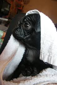 Check spelling or type a new query. Smart Ability To Learn Test