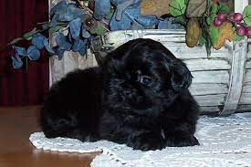 Solid Black Shih Tzu Puppies For Sale Zoe Fans Blog Black Shih Tzu Shih Tzu Puppy Puppies
