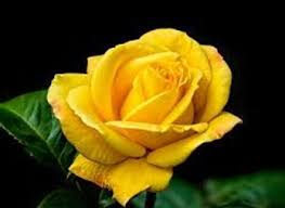 Clara Michelle "Shelley" Bailey-Sligh