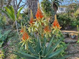 Image result for Aloe welwitschii