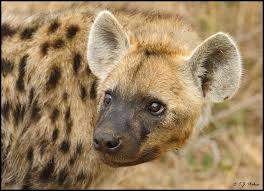 Spotted Hyena Spirit Animal Quiz African Animals Wild Dogs