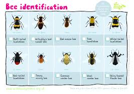 Bee Identification Sheet Bee Identification Types Of Bees