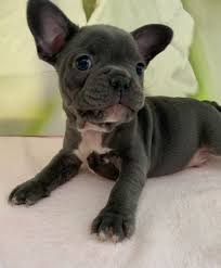 Reddit gives you the best of the internet in one place. French Bulldog Austin Craigslist