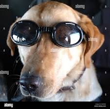 Dog in goggles hi-res stock photography and images - Alamy