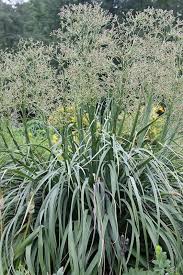Image result for Erlangea remifolia