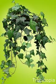 English Ivy Plant Grow Care Houseplant411 Com Houseplant 411 How To Identify And Care For Houseplants Ivy Plants Ivy Plant Indoor English Ivy Plant