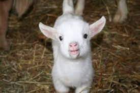 Uml Comel Tak Anak Kambing Kenit Ni Ini Adalah Anak Facebook