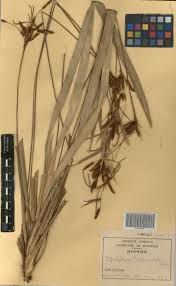 Image result for Hypolytrum heteromorphum