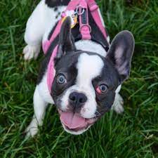 Another trigger for tear stains occurrence is porphyrin. How To Deal With French Bulldog Cherry Eye Issue Frenchie World Shop