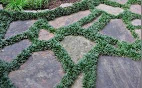 Dwarf Mondo Grass California Ground Cover Plants Shade Dwarf Mondo Grass Ground Cover Plants
