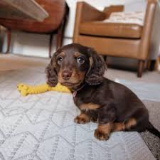 Pin On Puppies