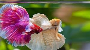 Nah lalu bagaimana cara mengawinkan ikan cupang? Cara Ternak Dan Budidaya Ikan Cupang Untuk Pemula Ketahui Perbedaan Ikan Cupang Jantan Dan Betina Tribunnews Com Mobile