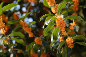 Maybe you would like to learn more about one of these? Osmanthus Fragrans Wikipedia