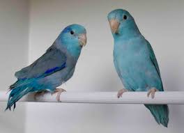 Forpus Coelestis Blauw Google Zoeken Muhabbet Kuslari Kus