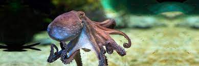 My octopus teacher título latino: Mi Maestro El Pulpo El Documental De Netflix Que Tienes Que Ver