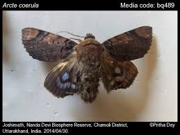 Image result for Tinnea coerulea