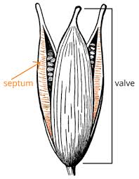 Image result for Turneraceae