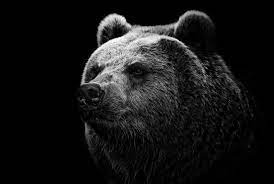 Find the best heart and love images from our amazing collection of hd images. Black Bear Wallpapers Hd Desktop And Mobile Backgrounds