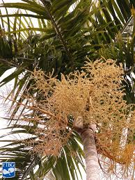 Image result for Pteronia acuminata