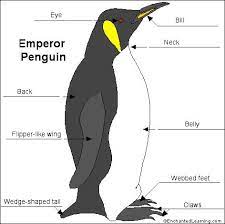 Emperor Escapades An Educational Expedition Conclusion Penguins Penguin Research Penguins Kindergarten