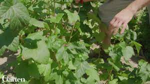 Auf den parzellen werden rote, weiße und schwarze sorten angebaut. Johannisbeeren Ernten Das Ist Der Richtige Zeitpunkt Mein Schoner Garten