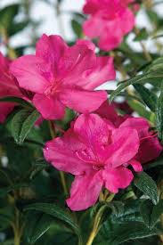 It S Football Season And My Encore Azaleas Are Blooming Azalea Flower Azaleas Fall Plants