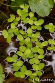 Image result for Lemna aequinoctialis