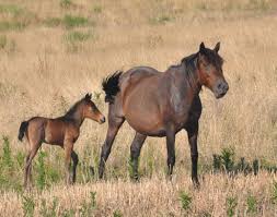 Wild horses in western canada are found primarily in forested areas, typically lodgepole pine woodlands interspersed with pockets of dry grassland, shrubland and sedge meadows, where they. Igualitas Wild Horses Horses Animals