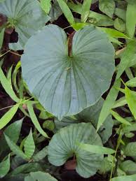 Image result for Nervilia sp.no.4