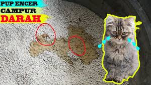 Terdapat banyak cara yang mudah untuk anda mencegah terjadinya cirit berikan ubat cacing kepada anak kucing anda setiap bulan untuk mengh4puskan cacing yang ada di. Cat Mempunyai Cirit Birit Apa Yang Perlu Dilakukan Untuk Menghentikannya Komen 2021
