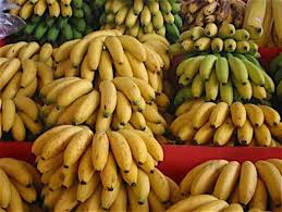 Camagro Portail Agropastoral Du Cameroun L Espagnol Tomsa Destil Construira Une Unite De Transformation De La Banane Plantain Au Cameroun