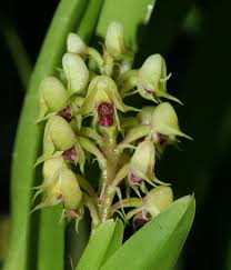 Image result for Polystachya melanantha