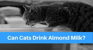 Nut milks such as almond can also cause upset stomach and diarrhea in cats, and those varieties with added sugar are not good for them. Can Cats Drink Almond Milk