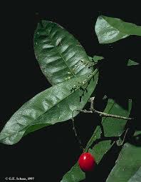 Image result for Icacinaceae