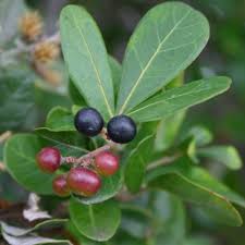 Image result for Rhoicissus digitata