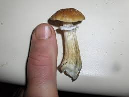 Purpose of this video is harm reduction and education.visit my shop and support me by buying merch at. Golden Teacher First Grow First Harvest With Pics Fungi Magic Mushrooms Mycotopia