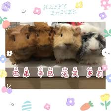 ㊣超值搶購↘86折 reuzel 灰豬極強水泥級無光澤髮蠟 113gx2+保濕髮浴7.4mlx4+梳子x1 reuzel荷蘭豬油 定型與洗髮 多入超值組 灰豬極強水泥級無光澤髮蠟113gx2+保濕髮浴體驗包7.4mlx4+梳子x1 熱門塑型款，高定力低光澤，低調又有型 組合附贈髮浴及梳子， 清洗、整理都方便 é£¼é¤Šå¤©ç«ºé¼  è±šé¼  è·è˜­è±¬æ–°æ‰‹çœ‹é€™é‚Šupdated Their Cover é£¼é¤Šå¤©ç«ºé¼  è±šé¼  è·è˜­è±¬æ–°æ‰‹çœ‹é€™é‚Š
