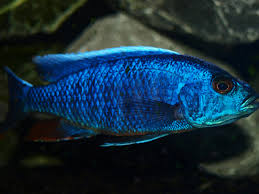 Sciaenochromis fryeri