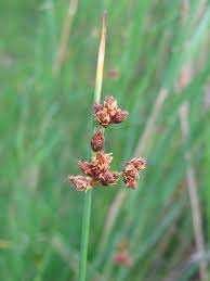 Image result for Schoenoplectus muriculatus