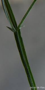 Image result for Canscora alata